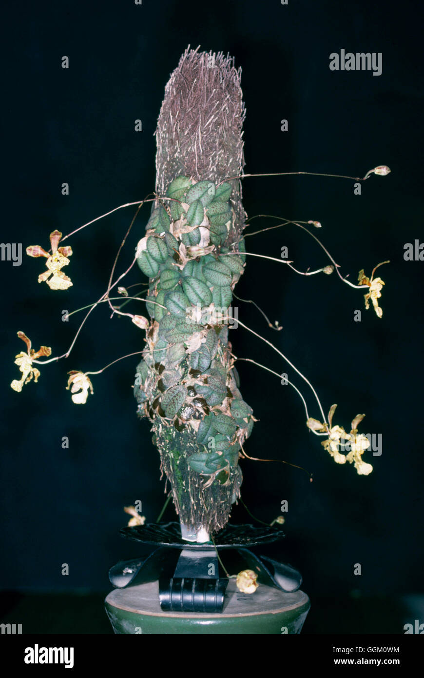 Psychopsis limminghei - `Robert' - (Syn Oncidium limminghei `Robert')   ORC060781     Photos Horticu Stock Photo